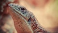 Sudan plated lizard Royalty Free Stock Photo